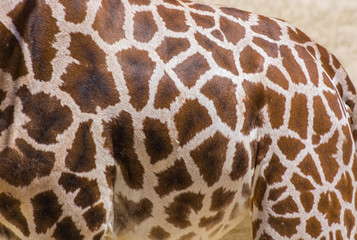 Giraffe skin background