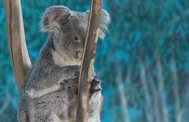 Koala relaxed in the branches of a tree
