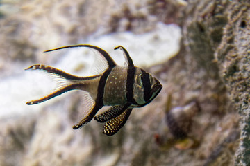 pretty colored tropical fish