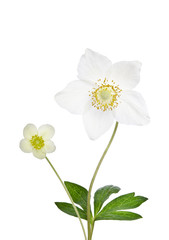 Two beautiful delicate flowers isolated on white background