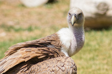 Griffon Vulture (Gyps fulvus)