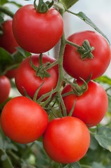 Close up of fresh red tomatoes still on the plant