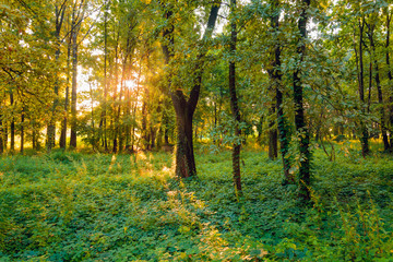 Quiet morning with sunrise and fog in the dark forest