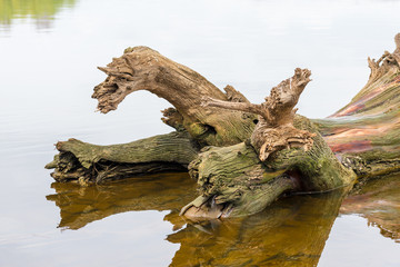 A tree trunk eroded by the cold Dnieper River in Kiev, Ukraine