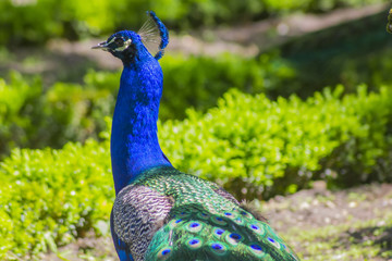Obraz premium royal blue peacock neck rests in a garden