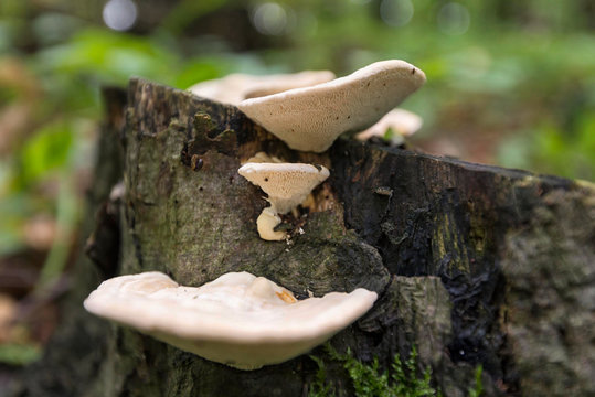 Mushrooms growing on a stump in deep forest.