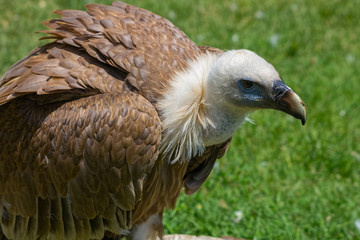 Griffon Vulture (Gyps fulvus)
