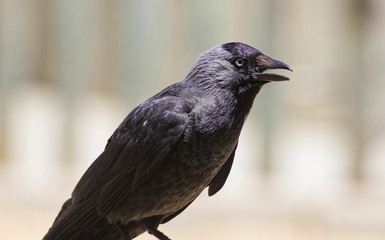 glossy black bird with blue eyes