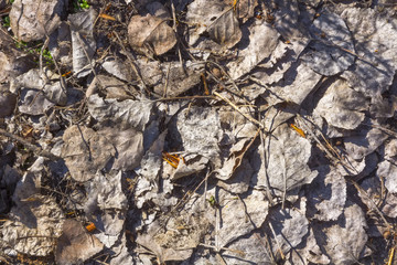 background of dried leaves in autumn