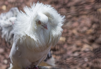 Jacobin Pigeon, with typical feathered elcuello