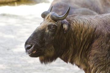 Buffalo Asian poses smiling