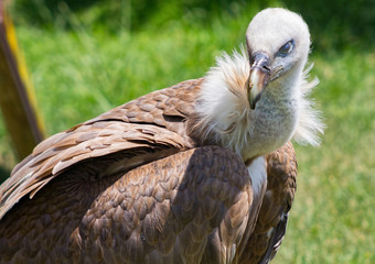 Griffon Vulture (Gyps fulvus)