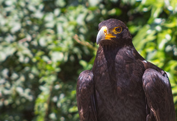 Large size Eagle Inn in soil