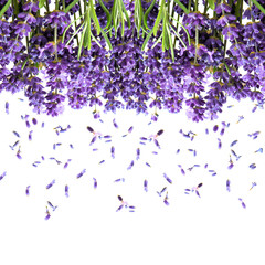 lavender flowers isolated on white. floral background