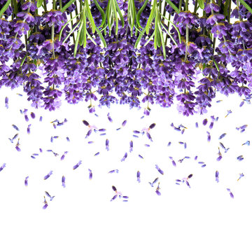 Fototapeta lavender flowers isolated on white. floral background