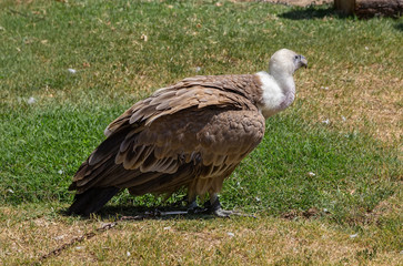 Griffon Vulture (Gyps fulvus)