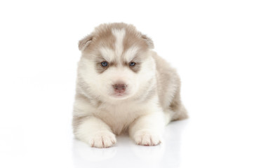 Cute puppy siberian husky  on white