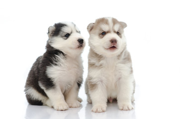 Two Puppies of siberian husky playing
