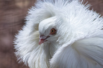 Jacobin Pigeon, with typical feathered elcuello