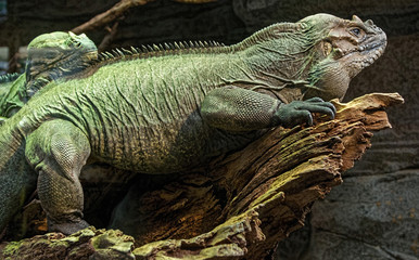 large rhino lizard