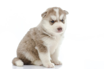 Cute puppy siberian husky  on white