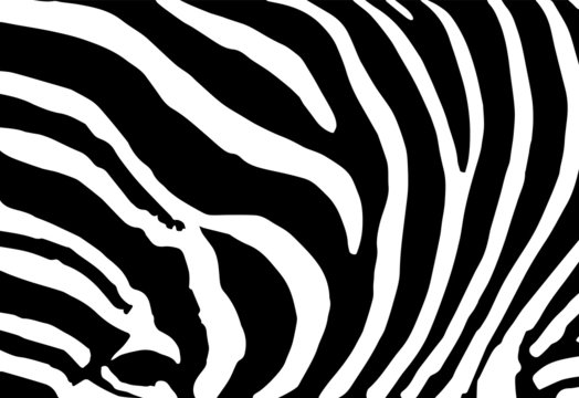 vector abstract skin texture of zebra print pattern