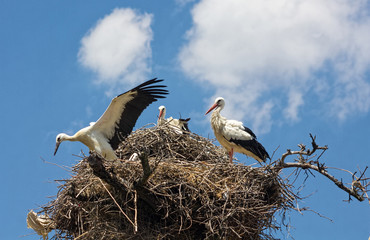 Storks in the nest