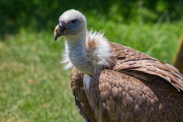 Griffon Vulture (Gyps fulvus)