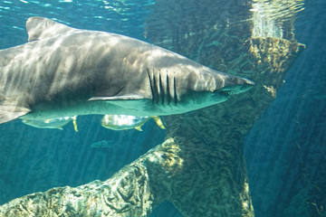 Fototapeta premium dangerous bull shark jaw huge