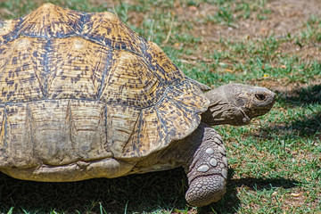 Fototapeta premium tortoise carapace with large