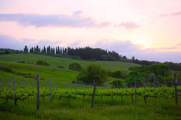 Fototapeta na wymiar Early morning over vineyards, Tuscany, Italy