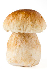 Steinpilz Boöetus edulis_05