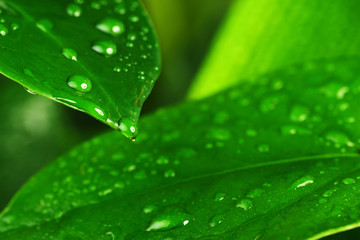 Fototapeta na wymiar green plant leaf