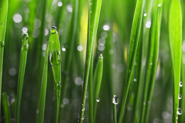 Fototapeta na wymiar fresh green grass with water drops
