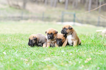 puppies belgian shepherd malinois