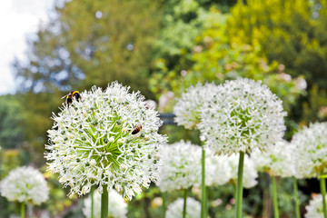 Beautiful autumn flowers in the autumn park.
