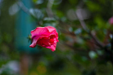 Fototapeta premium pink rose