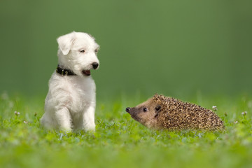 Parson Jack Russell Terrier und Igel