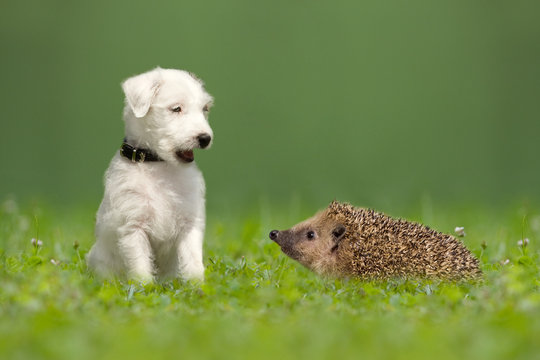 Parson Jack Russell Terrier und Igel