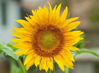 Obraz premium Sunflower