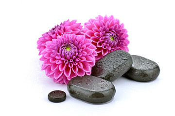 Różowe dalie z kamieniami bazaltowymi