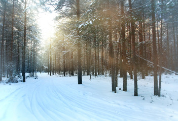 Winter forest sunset sunbeams