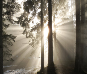 Sonnenstrahlen im Morgennebel