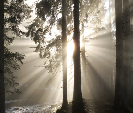 Fototapeta Sonnenstrahlen im Morgennebel