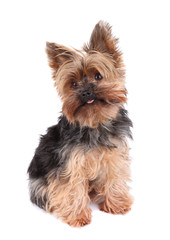 Yorkshire Terrier in front on white background , 2 old