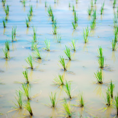 Fototapeta na wymiar harvest grow rice , chiangmai , thailand