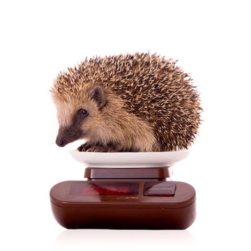 Igel auf Waage isoliert auf wei&szlig;em Hintergrund