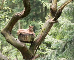 Luchs auf einem Baum