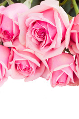 border of fresh pink garden roses