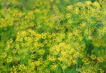Flowering dill and blurred bokeh as background